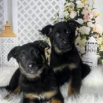 Safkan Anatomi Harikası Alman Kurdu Yavruları