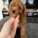 Kendi Kopegimden Red Brown Toy Poodle Yavru Erkek