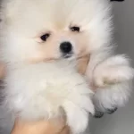 Gercek Pomeranianboo Isteyenler