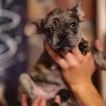 Yaramaz French Bulldoglar Yeni Ailesini Arıyor