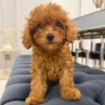 Guzeller Guzeli Toy Poodle Yavruları