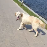 Golden Beyaz Ve Yavrusu