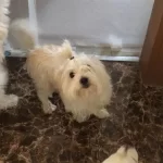 Bu Genc Arkadaslar Yeni Evlerini Bekliyorlar