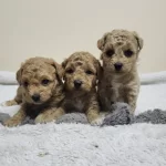 Akıl Kupleri Renk Renk Poodle Bebekler