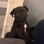 Iki Aylık Siyah Mops Pug Erkek