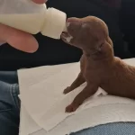 Rezerveye Acık Kaliteli Safkan Yavrular