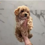 Maltipoo Cinsi Kahve Tonlu Yavrular