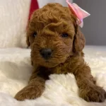 Daire Yasamına Uyumlu Toy Poodle Yavrumuza Ev Arıyoruz