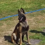 Belika Kurdu Safkan Yavrularmz Sahiplendirilecektir