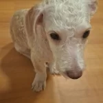 3 Aylık Erkek Saglıklı Egitimli