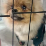 Ayı Surat Pomeranian Boo