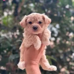 Maltipoo Cinsi Yavrular Ev Uretimi