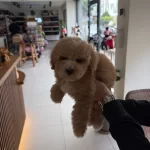 Erkek Yavru Minyatur Toy Poodle