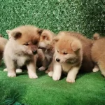 Japon Akita Yavrularımız