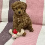 Oyuncak Gibi Sevimli Aile Dostu Poddle Yei Yuvasını Arıyor