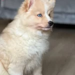 Gozleri Masmavi Akita Yavrumuz Yuva Arıyor