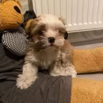 Tatlı Uc Bucuk Aylık Yavru Shih Tzu