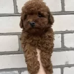 Sevimli Toy Poodle Yavrumuz