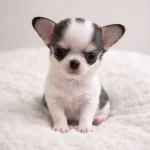 Xxs Blue Color Mini Egitimli