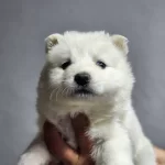 Ayı Surat Samoyed Bebeklerimiz