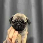 Simit Kuyruk Pug Bebeklerimiz