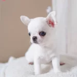 Mini Teacup Elma Kafa Chihuahua Bebeklerimiz