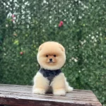 Ayıcık Surat Pomeranian Boo Yavrular