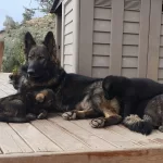 German Shepherd Working Line