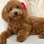 Guzel Kizimiz Acil Yuva Ariyor