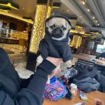 Iki Aylık Disi Pug Yavrumuz