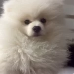 4 Aylık Asıları Tam Erkek