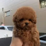 Maya Kizimizin Mukemmel Yavrusu Istanbulda