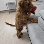 6 Aylık Yavru Sizleri Bekliyor