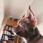 Chihuahua Kahverengi 3 5 Aylik Yavru Kopek