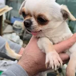 Chihuahua Sivava Pinscher