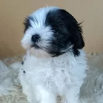 Disi Teacup Maltipoo Yavruları