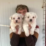 Orjinal Beyaz Maltese Terrier Yavrularımiz