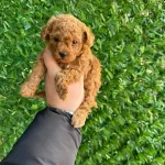 Kipkirmizi Red Toy Poodle Yavrumuz
