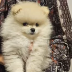 Dunya Tatlısı Pomeranian Yavrular Irk Saglık Garantili