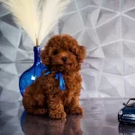 Irkının En Guzel Poodle Bebekleri