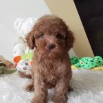 Maltipoo Cinsi Yavrular Ev Uretimi