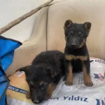 Disi Alman Kurdu Yavruları Egitimli Safkan