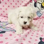 Kartopu Maltese Terier Yavrumuz