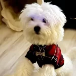 Maltese Terrier Cinsi Yavrular Ev Uretimi