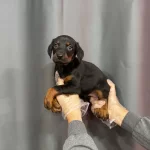 Siyah Renk Doberman Yavruları