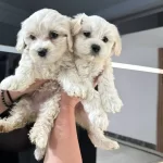 Kar Beyaz Maltese Terrier Cinsi