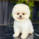 Adı Boo Degil Kendisi Teddy Bear