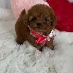 Sadece Sozde Kucuk Kalıyor Demiyoruz