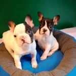 A Kalite Yarasa Kulak French Bulldog Yavrular