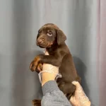 King Doberman Yavrularımız